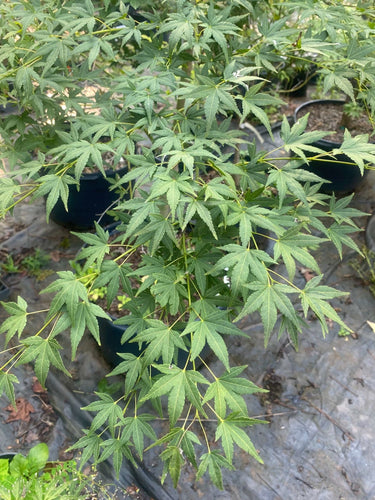 Acer palmatum 'Jiro Shidare' - mapleridgenursery